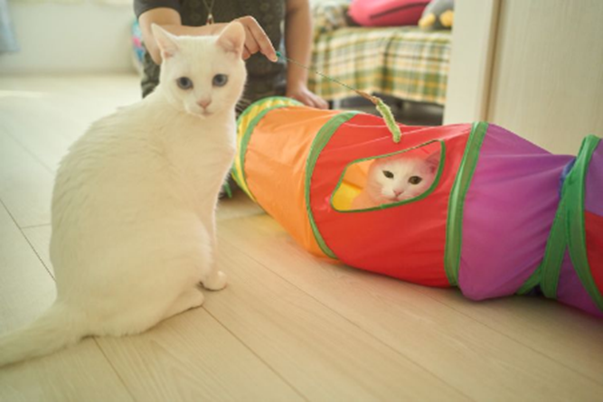 ねこ①