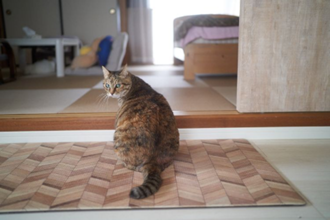 ねこ②